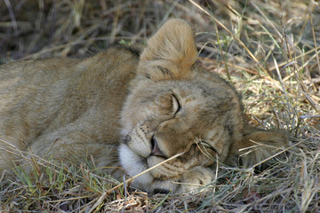 lion cub