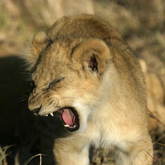 lion cub