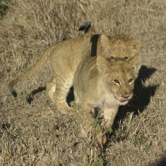 lion cubs