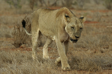 lion