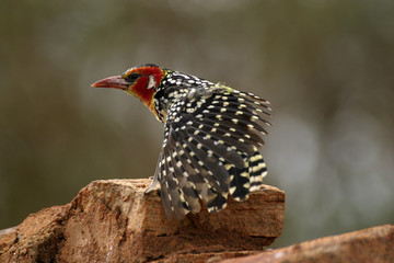 barbet