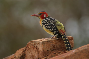 barbet