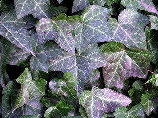 english ivy, hedera helix background