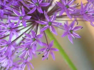 Fototapeta na wymiar purpurowy Allium