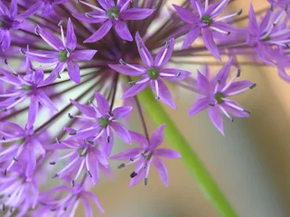 Photo sur Plexiglas Macro allium violet