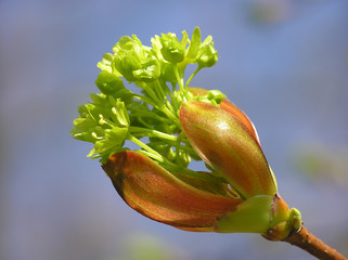 spring bud
