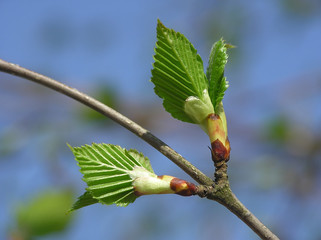 spring bud
