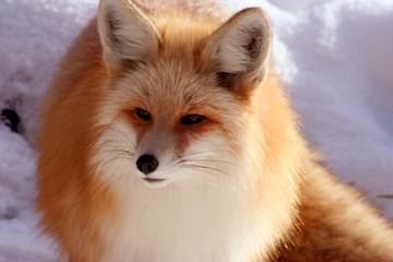 red fox 8