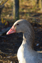 staring goose