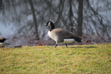 goose at waters edge