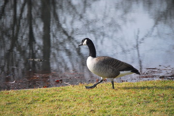 goose on guard