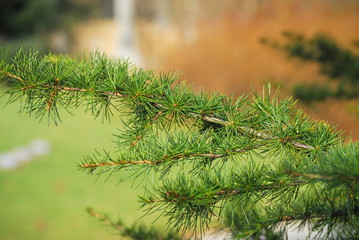 Fototapeta na wymiar pine needles