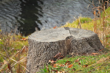 tree stump