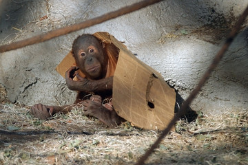 orangutan, pongo pygmaeus abelii