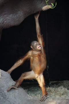 orangutan, pongo pygmaeus abelii