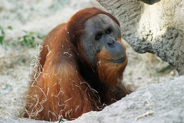 orangutan, pongo pygmaeus abelii