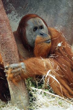 orangutan, pongo pygmaeus abelii
