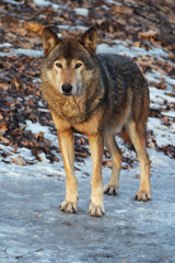 gray wolf in a winter