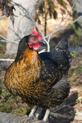 chicken