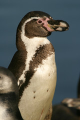 humboldt penguin, sphenicus humboldti
