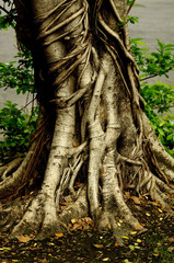 root