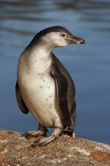 humboldt penguin, sphenicus humboldti