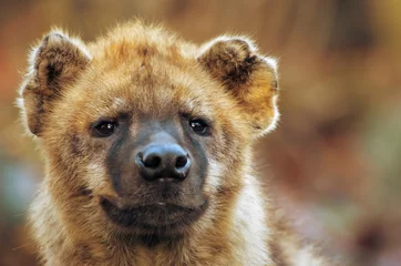 Fotobehang Hyena close-up van een hyena  © Eric Gevaert
