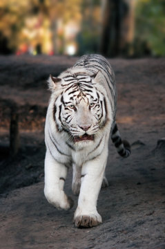 white tiger