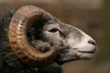 sheep, gotland sheep - ram
