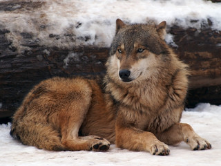 Obraz na płótnie Canvas gray wolf in a winter