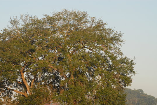 green oak tree