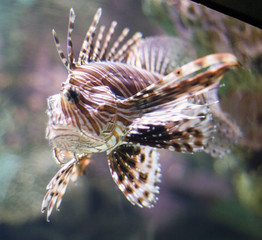 Obraz na płótnie Canvas lionfish