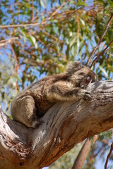 Fototapeta premium sleeping koala (2)