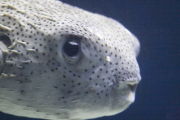 puffer © cherie