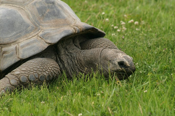 Fototapeta premium giant tortoise