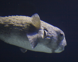 puffer 3 © cherie