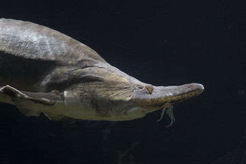 Naklejka premium aquarium animal