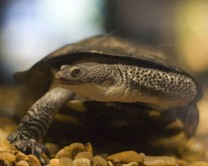 turtle 8