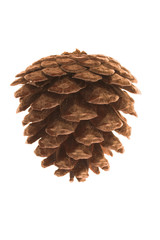 pine cone 2