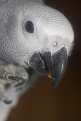 gray parrot