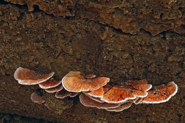 wood fungi