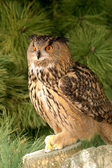 eagle owl with prey.
