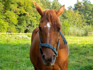 Obraz premium horse in meadow