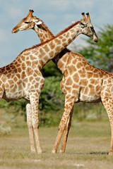 giraffes