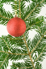 red ball on christmas tree branch