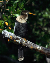 anhinga in tree2