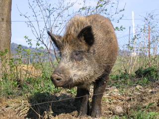 wild boar