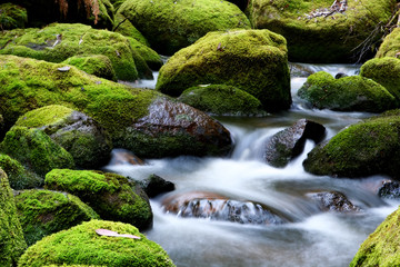 mossy river rocks
