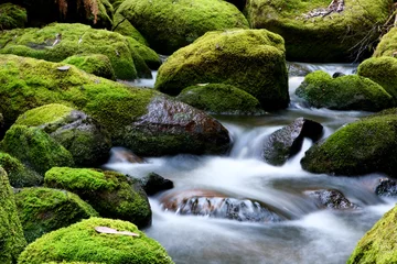 Fotobehang mossy river rocks © robynmac