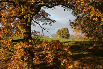 herbstbäume